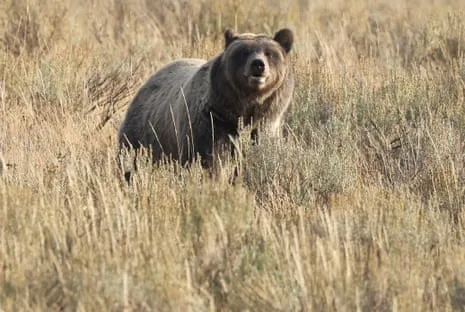 Hiker Assaulted by Bear in National Park Flown to Medical Facility