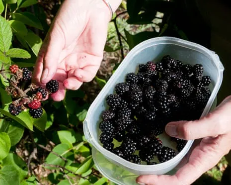 Wanted: Tasty Bakes to Put to Good Use a Abundance of Handmade Jam