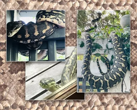 Accepting my Reptiles in My Ceiling: A Journey from Dread to Admiration